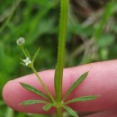 Galium spurium L.Galium spurium L.