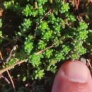 Sedum anglicum Huds.Sedum anglicum Huds.