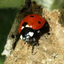 Coccinella septempunctata Linnaeus, 1758Coccinella septempunctata Linnaeus, 1758