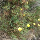 Ranunculus bupleuroides Brot.Ranunculus bupleuroides Brot.