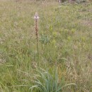 Asphodelus lusitanicus Cout.Asphodelus lusitanicus Cout.