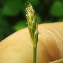 Eleocharis bonariensis NeesEleocharis bonariensis Nees
