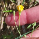 Crepis capillaris (L.) Wallr.Crepis capillaris (L.) Wallr.