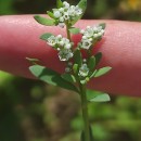 Corrigiola litoralis L.Corrigiola litoralis L.