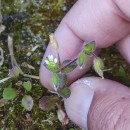 Cerastium diffusum  Pers.Cerastium diffusum  Pers.