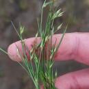 Juncus bufonius L.Juncus bufonius L.