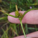 Carex demissa Hornem.Carex demissa Hornem.