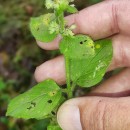 Mentha aquatica L.Mentha aquatica L.