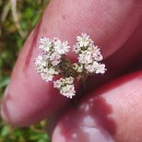 Trocdaris verticillatum (L.) Raf.Trocdaris verticillatum (L.) Raf.