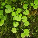 Sibthorpia europaea L.Sibthorpia europaea L.