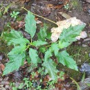 Datura stramonium L.Datura stramonium L.