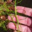 Isolepis fluitans (L.) R.Br.Isolepis fluitans (L.) R.Br.