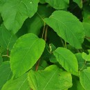 Reynoutria japonica Houtt.Reynoutria japonica Houtt.