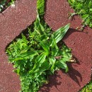 Plantago lanceolata L.Plantago lanceolata L.