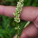 Persicaria maculosa GrayPersicaria maculosa Gray