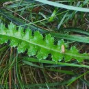 Cirsium filipendulum LangeCirsium filipendulum Lange