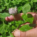 Mentha aquatica L.Mentha aquatica L.