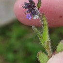 Myosotis discolor Pers. subsp. dubia (Arrond.) BlaiseMyosotis discolor Pers. subsp. dubia (Arrond.) Blaise