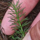 Trocdaris verticillatum (L.) Raf.Trocdaris verticillatum (L.) Raf.
