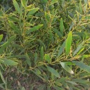 Acacia longifolia (Andrews) Willd. subsp. longifolia .Acacia longifolia (Andrews) Willd. subsp. longifolia .