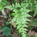 Asplenium adiantum-nigrum  L.Asplenium adiantum-nigrum  L.