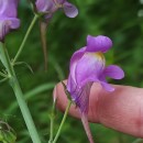 Linaria triornithophora (L.) Willd.Linaria triornithophora (L.) Willd.