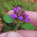 Prunella vulgaris L.Prunella vulgaris L.