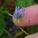 Jasione montana L.Jasione montana L.