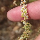 Sesamoides purpurascens (L.) G. LópezSesamoides purpurascens (L.) G. López