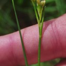 Rhynchospora alba (L.) VahlRhynchospora alba (L.) Vahl