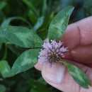 Trifolium pratense L.Trifolium pratense L.