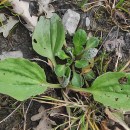 Plantago major  L.Plantago major  L.