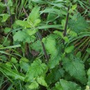 Scrophularia scorodonia L.Scrophularia scorodonia L.