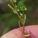 Montia fontana  L.Montia fontana  L.