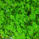 Callitriche stagnalis Scop.Callitriche stagnalis Scop.