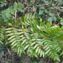 Osmunda regalis L.Osmunda regalis L.