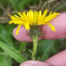 Picris hieracioides L.Picris hieracioides L.