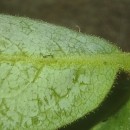 Lonicera periclymenum L. subsp. periclymenumLonicera periclymenum L. subsp. periclymenum