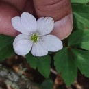 Anemone trifolia L. subsp. albida (Mariz) Ulbr.Anemone trifolia L. subsp. albida (Mariz) Ulbr.