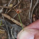 Juncus capitatus WeigelJuncus capitatus Weigel