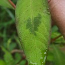 Persicaria maculosa GrayPersicaria maculosa Gray