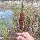 Typha latifolia L.Typha latifolia L.