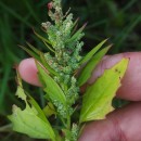 Chenopodium album L.Chenopodium album L.