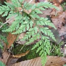 Asplenium onopteris L.Asplenium onopteris L.