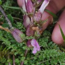 Pedicularis sylvatica L. subsp. sylvaticaPedicularis sylvatica L. subsp. sylvatica