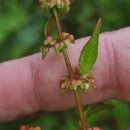 Rumex conglomeratus MurrayRumex conglomeratus Murray