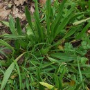 Plantago lanceolata L.Plantago lanceolata L.
