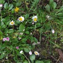 Bellis perennis L.Bellis perennis L.