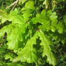 Quercus robur L.Quercus robur L.