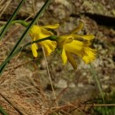 Narcissus minor L. subsp. asturiensis (Jord.) Barra & G. LópezNarcissus minor L. subsp. asturiensis (Jord.) Barra & G. López